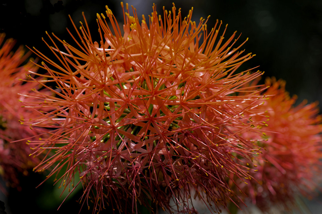 574A9066_c.jpg -  Haemanthus coccineus 