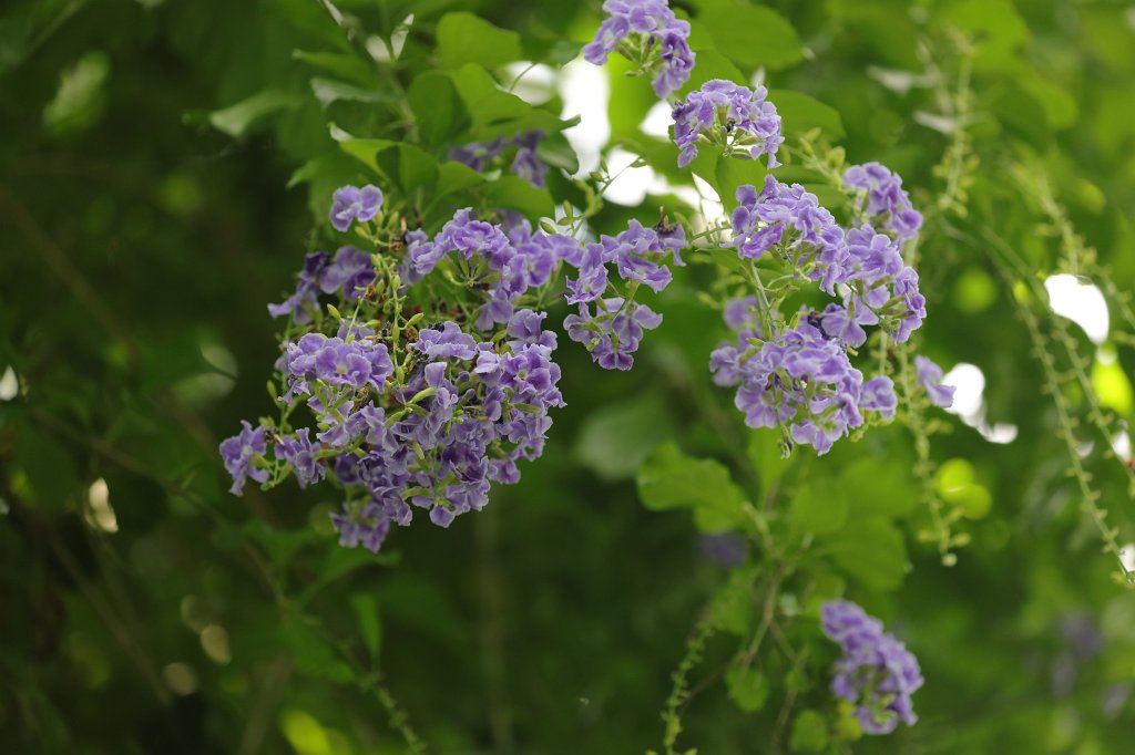 574A9082.JPG -  Duranta erecta 