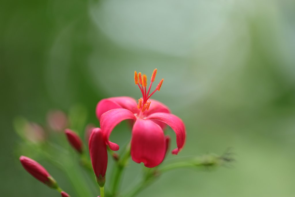 574A9088.JPG -  Jatropha integerrima 