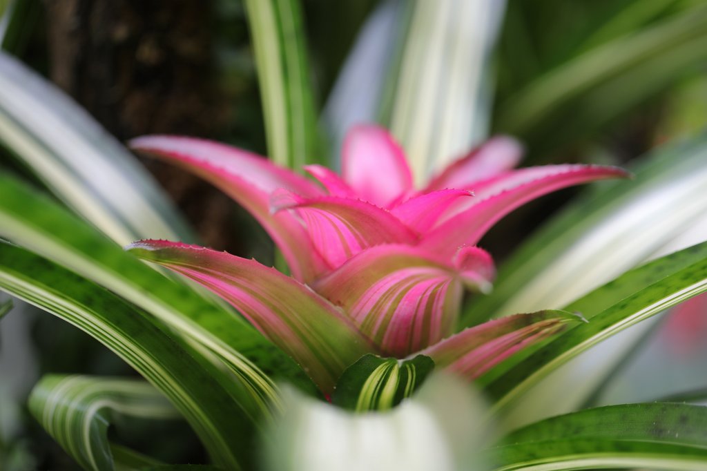 574A9123.JPG - Cactus