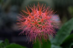 Haemanthus coccineus