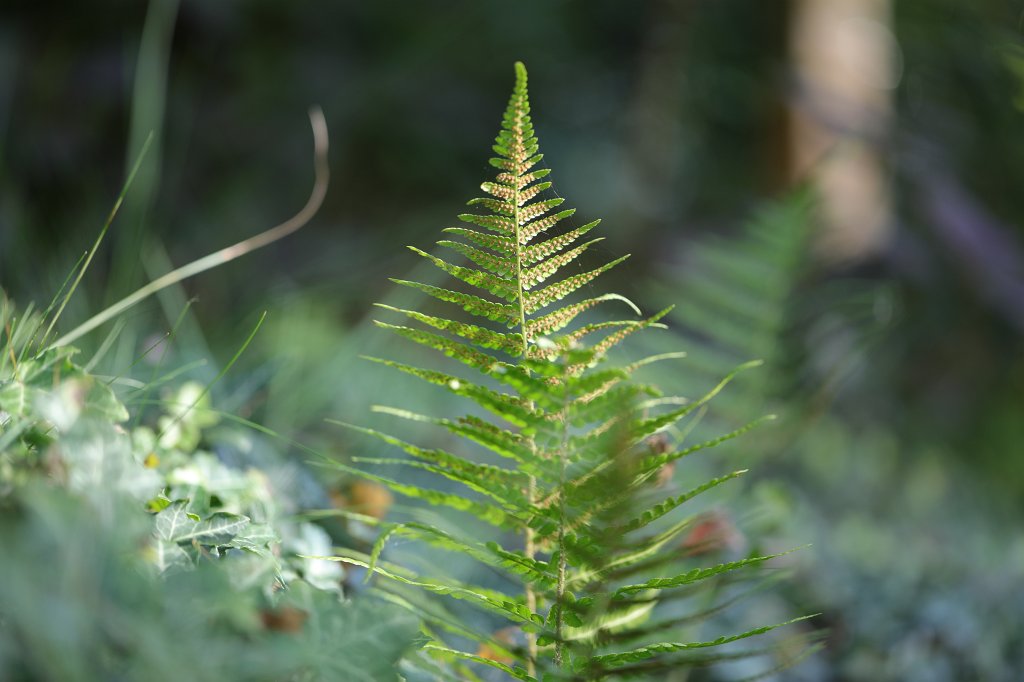574A9183.JPG - Fern (Farn)
