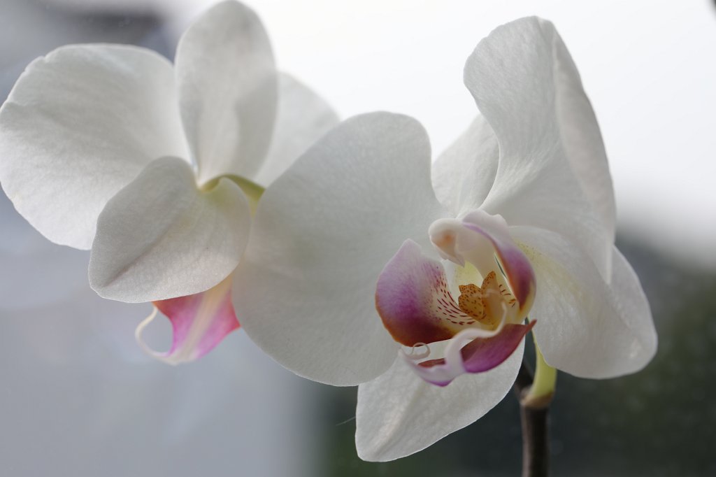 574A9306.JPG - Orchidee
