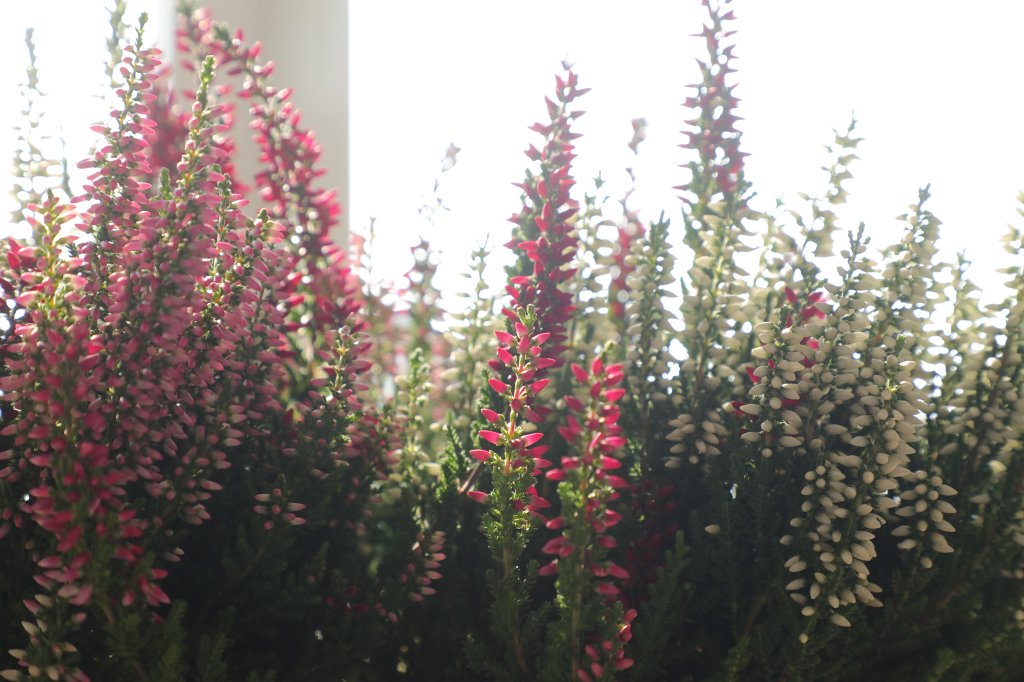 574A9324.JPG -  Erica  ( Heidekraut )