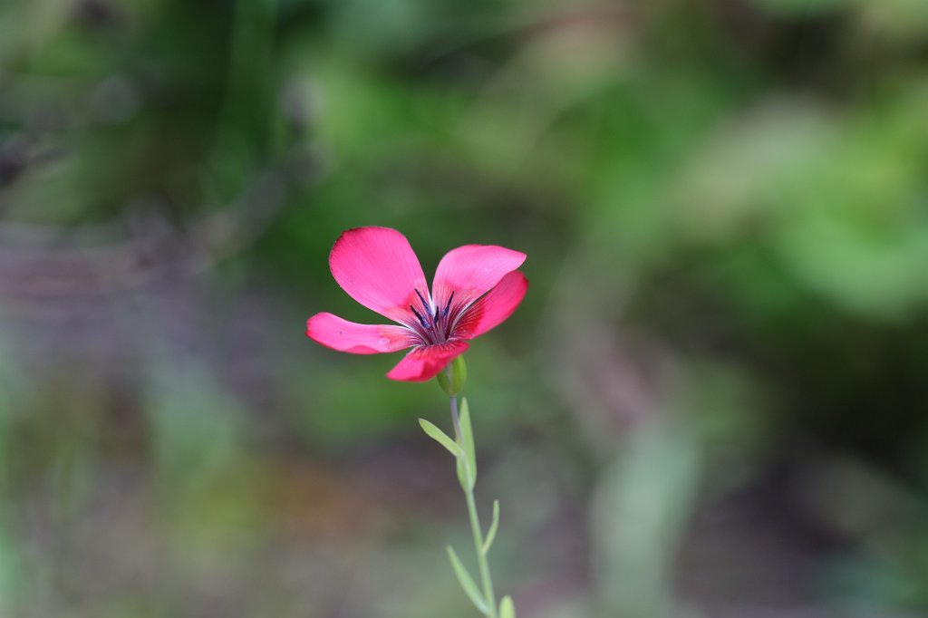 574A9330.JPG - Flower