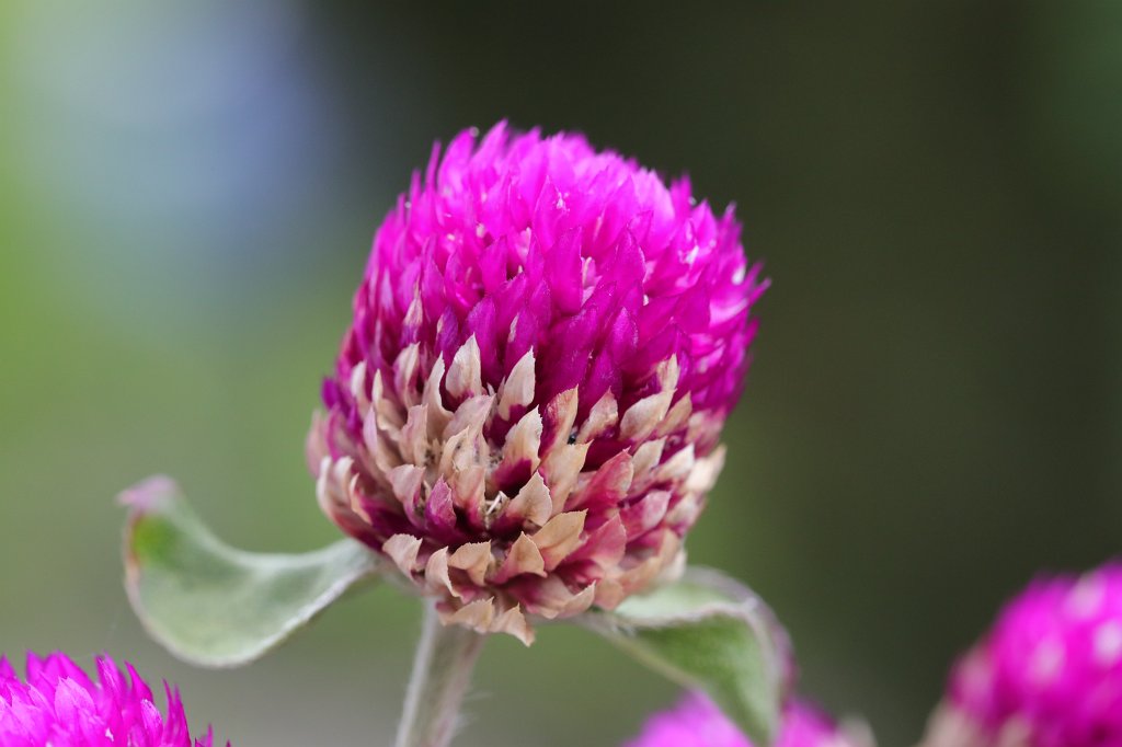 574A9332.JPG - Flower