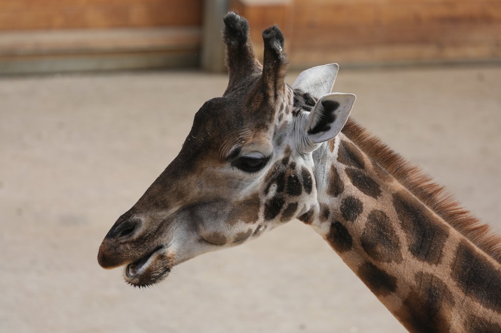 574A0283.JPG -  Rothschild's giraffe  (Rothschild- Giraffe )