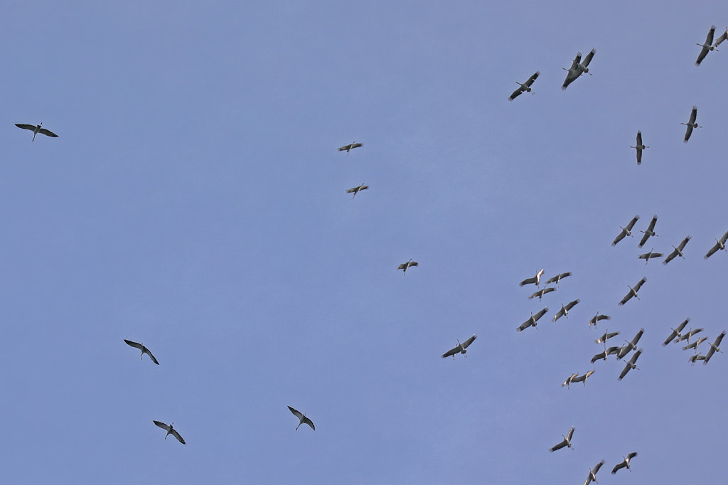 574A0289_c.jpg -  Common crane  ( Kranich )