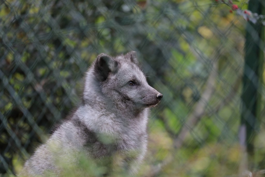 574A0353.JPG -  Arctic fox  cup ( Polarfuchs junges)