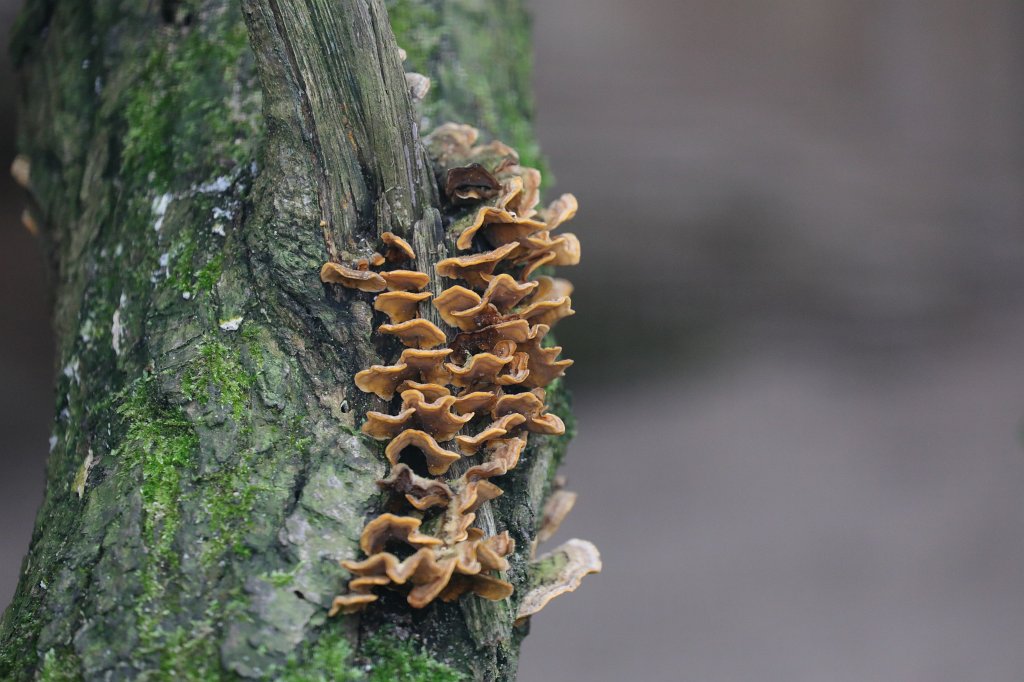 574A0360.JPG - Muschroom (Pilz)