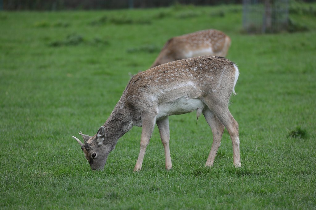 574A0393.JPG -  Persian fallow deer  ( Mesopotamische Damhirsch )