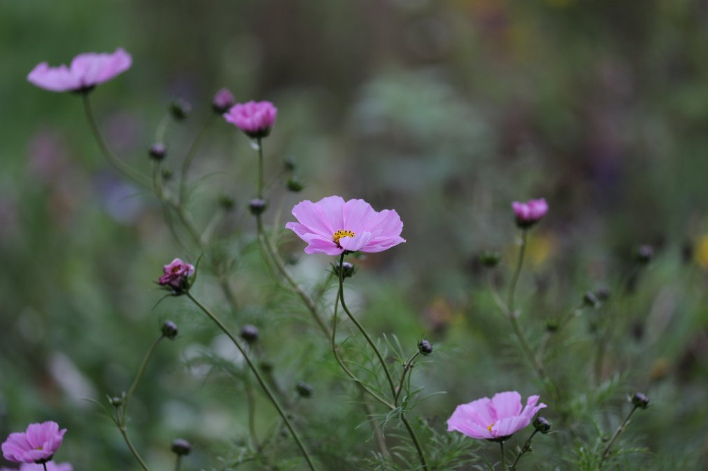 574A0400.JPG - Flower