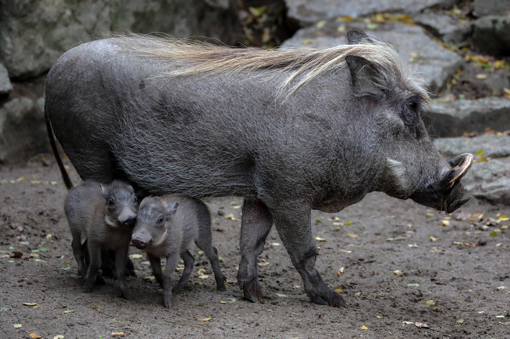 574A0417_c.jpg -  Common warthog  ( Warzenschwein )