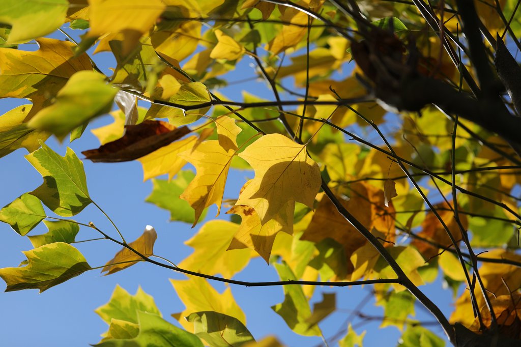 574B0428.JPG -  Tulip tree  leaves in autumn ( Tulpenbaum blätter im Herbst)