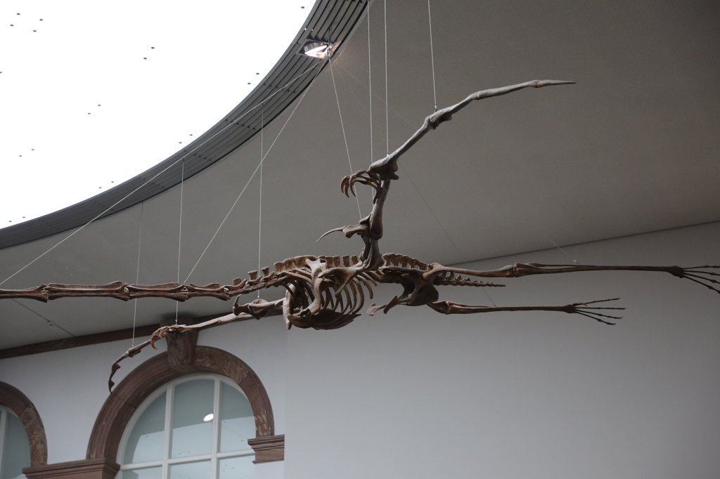 574B0452.JPG -  Senckenberg Museum of natural history  ( Senckenberg Naturmuseum )