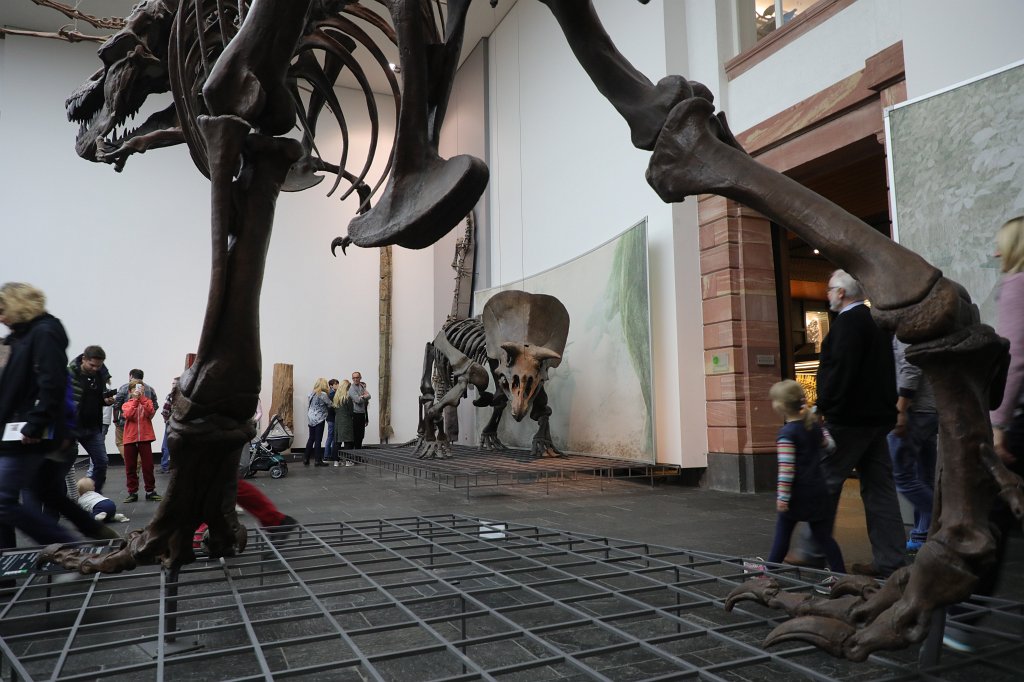 574B0455.JPG -  Senckenberg Museum of natural history  ( Senckenberg Naturmuseum )