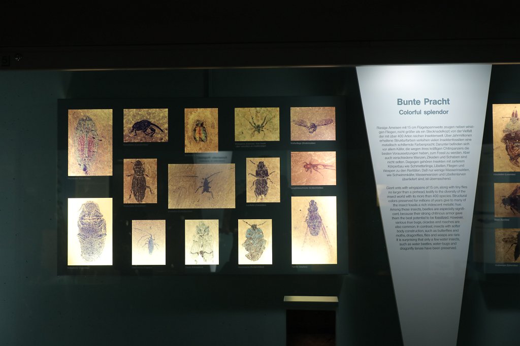 574B0474.JPG -  Senckenberg Museum of natural history  ( Senckenberg Naturmuseum )