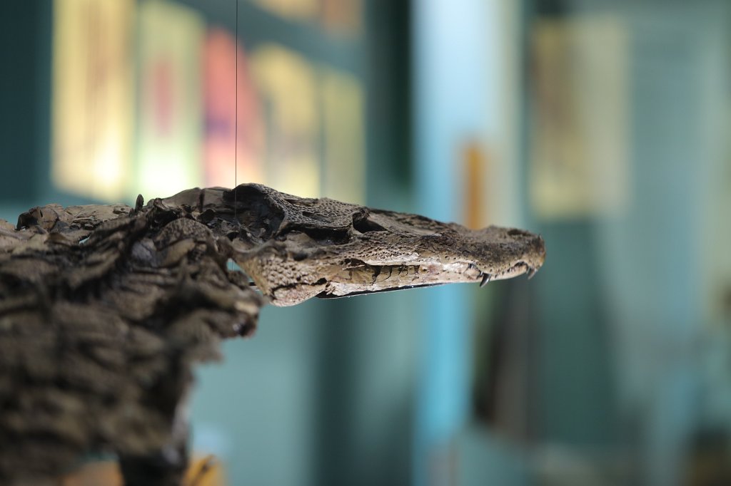 574B0479.JPG -  Senckenberg Museum of natural history  ( Senckenberg Naturmuseum )