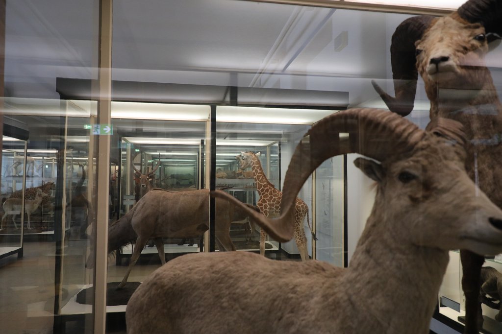 574B0484.JPG -  Senckenberg Museum of natural history  ( Senckenberg Naturmuseum )