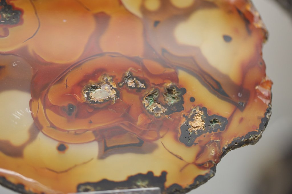 574B0508.JPG -  Senckenberg Museum of natural history  ( Senckenberg Naturmuseum )