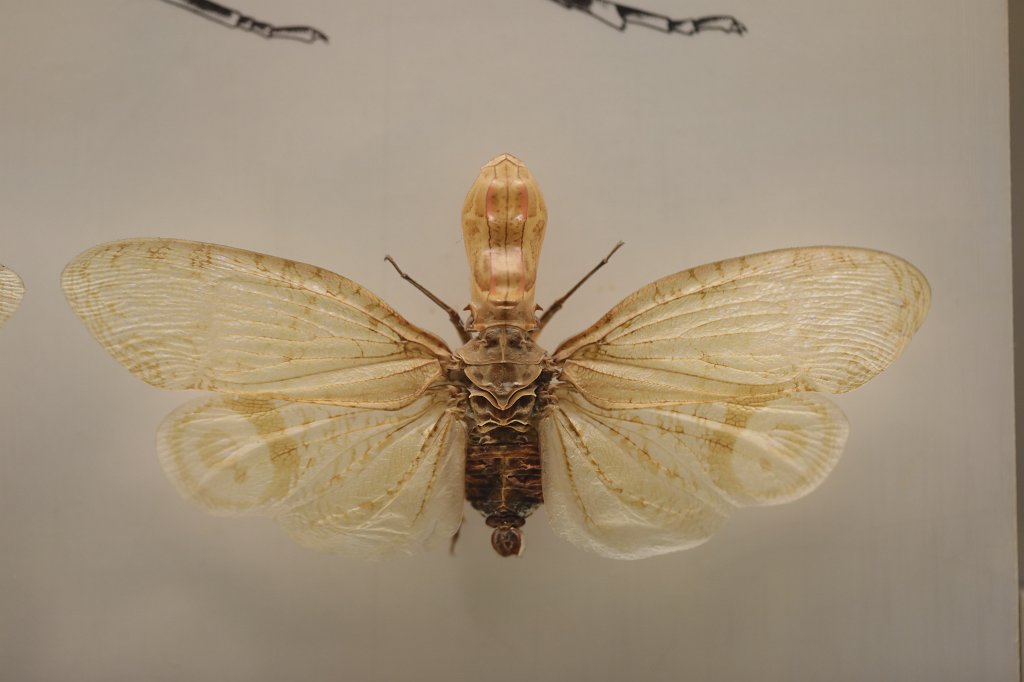 574B0515.JPG -  Senckenberg Museum of natural history  ( Senckenberg Naturmuseum )