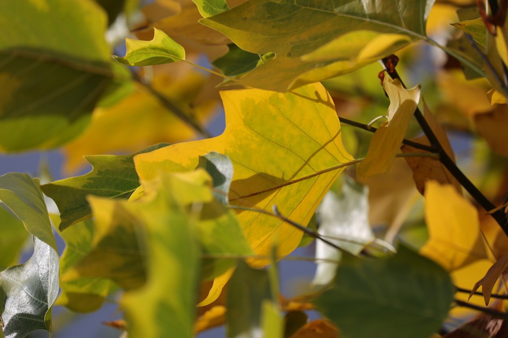 574A0266.JPG -  Tulip tree  leaves in autumn ( Tulpenbaum blätter im Herbst)