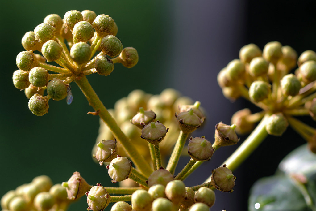 574A9507_c1.jpg - Berries