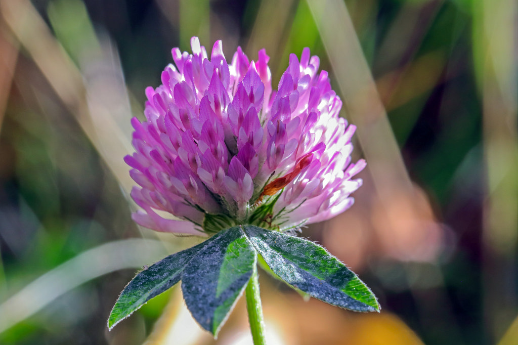 574A9626_c.jpg -  Clover  ( Klee )