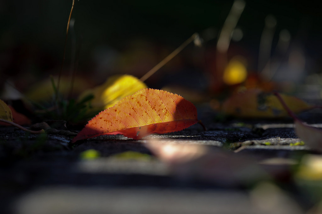 574A9632_c.jpg - Leaf in sunlight