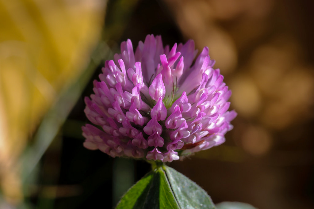 574A9636_c.jpg -  Clover  ( Klee )