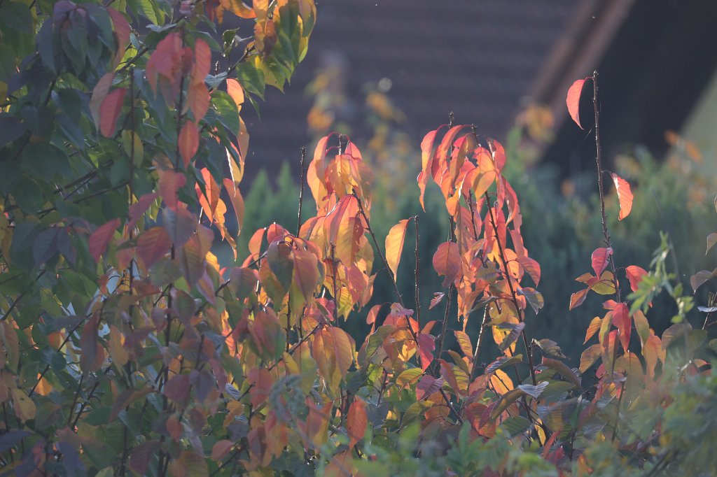 574B0526.JPG - Leaves in fall