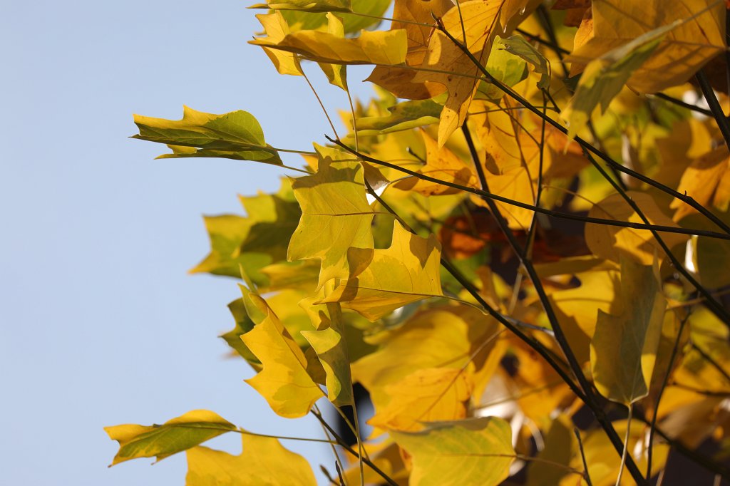 574B0539.JPG -  Tulip tree  leaves in autumn ( Tulpenbaum blätter im Herbst)