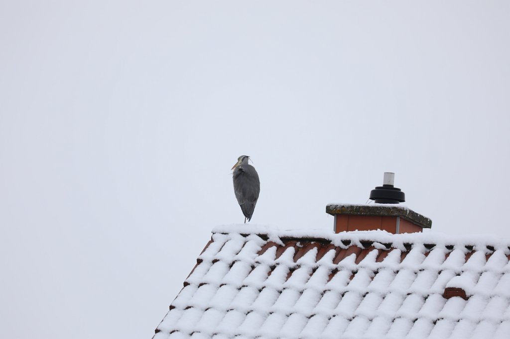 574B0808.JPG - Reiher auf schneebedecktem Dach