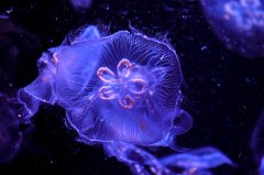 Jellyfish