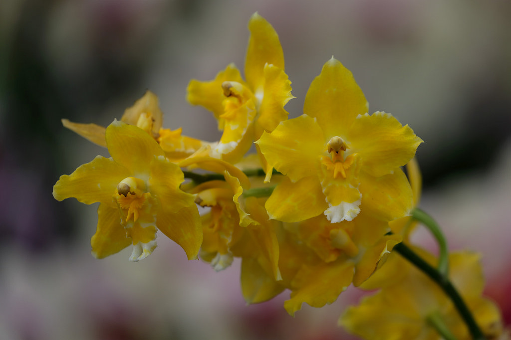 574B2253_c.jpg -  Orchid  exhibition at the  Palmengarten   Frankfurt 