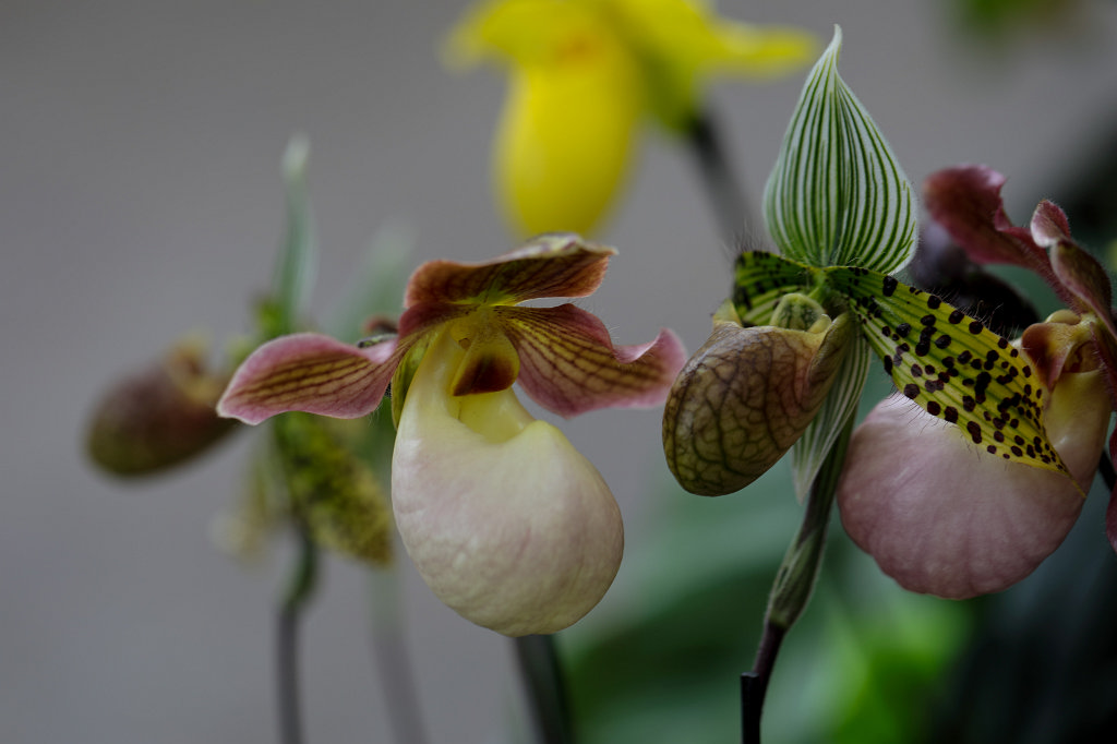574B2258_c.jpg -  Orchid  exhibition at the  Palmengarten   Frankfurt 