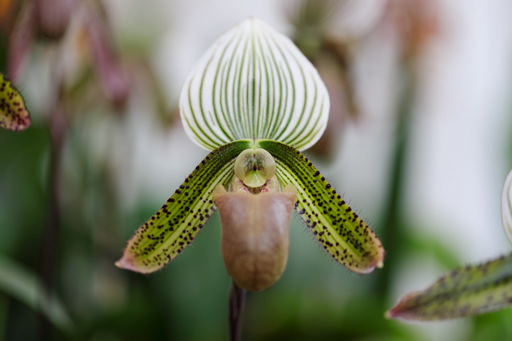 574B2259_c.jpg -  Orchid  exhibition at the  Palmengarten   Frankfurt 