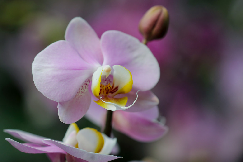 574B2272_c.jpg -  Orchid  exhibition at the  Palmengarten   Frankfurt 