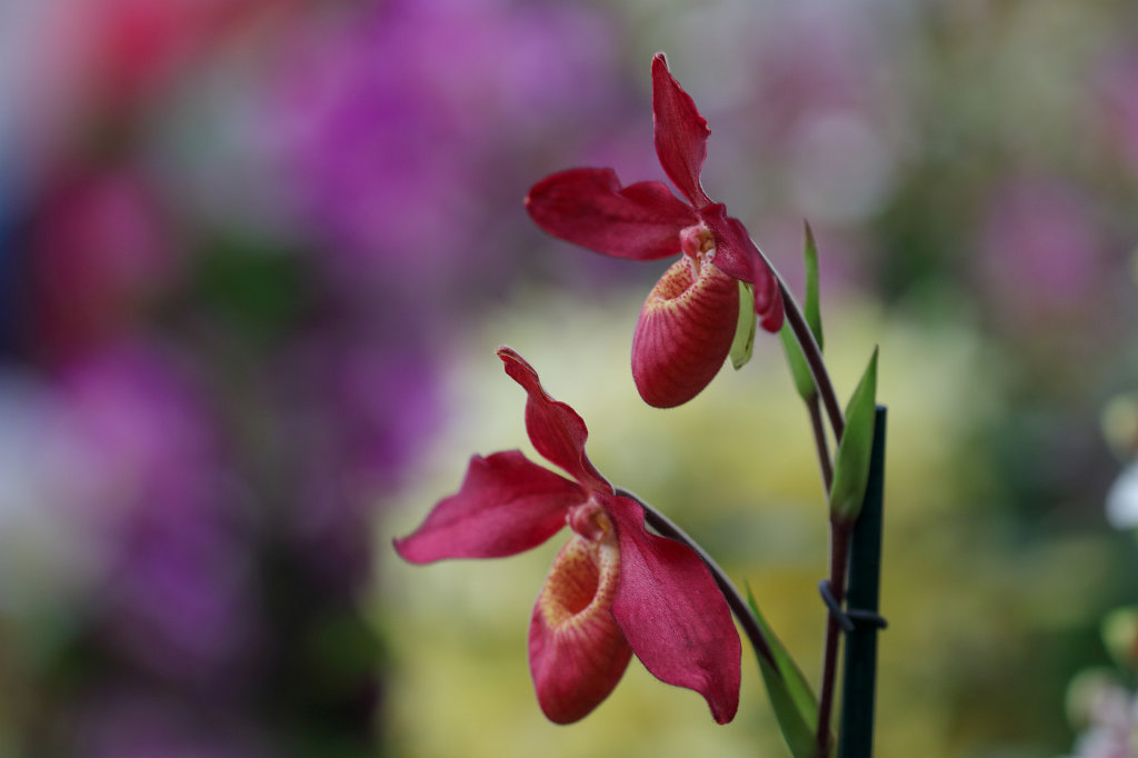 574B2273_c.jpg -  Orchid  exhibition at the  Palmengarten   Frankfurt 