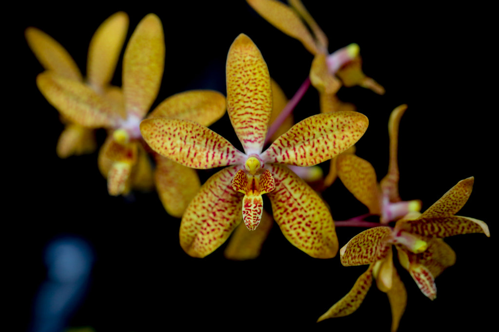 574B2275_c.jpg -  Orchid  exhibition at the  Palmengarten   Frankfurt 