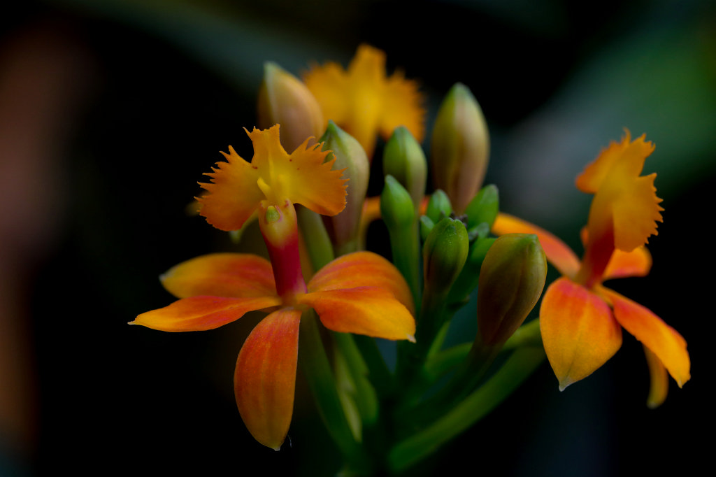 574B2276_c.jpg -  Orchid  exhibition at the  Palmengarten   Frankfurt 