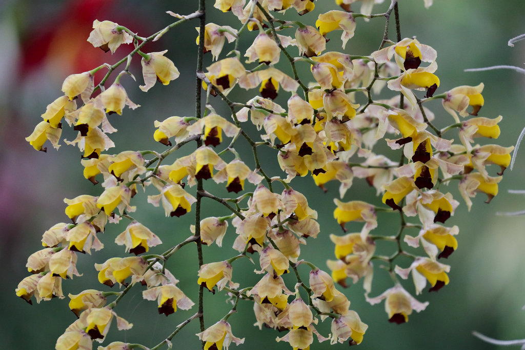 574B2290_c.jpg -  Orchid  exhibition at the  Palmengarten   Frankfurt 