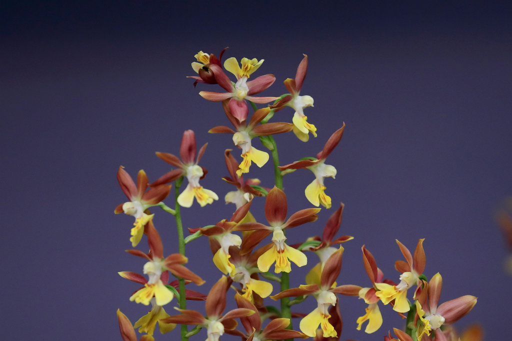 574B2291_c.jpg -  Orchid  exhibition at the  Palmengarten   Frankfurt 