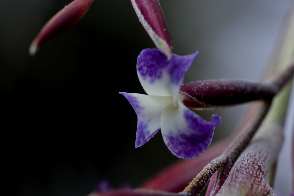 574B2295_c.jpg -  Orchid  exhibition at the  Palmengarten   Frankfurt 