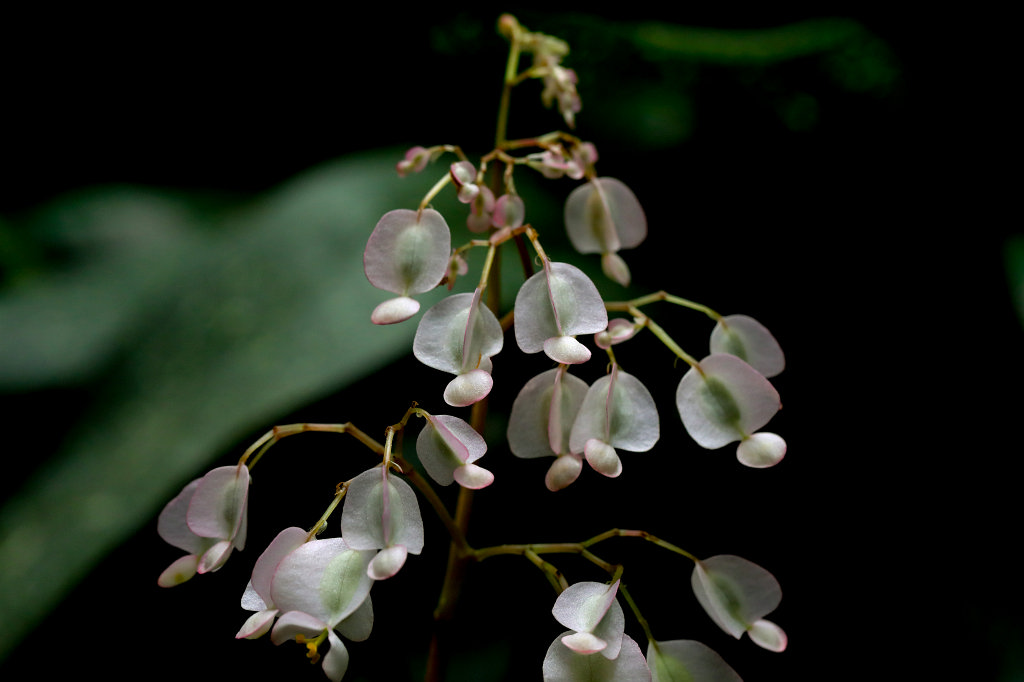 574B2297_c.jpg - Flower in the  Palmengarten  in  Frankfurt 