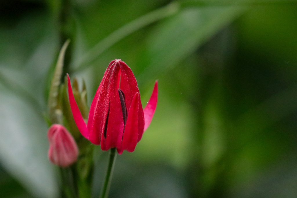 574B2305_c.jpg -  Pavonia multiflora 