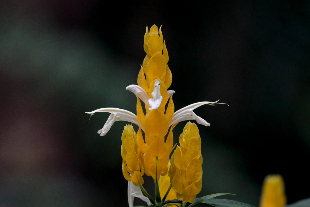 574B2306_c.jpg -  Lollipop Plant  ( GoldÃ¤hre ) - Pachystachys lutea