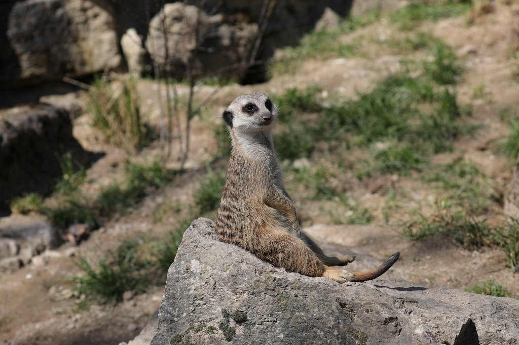 574B2521.JPG -  Meerkat  ( Erdmännchen )