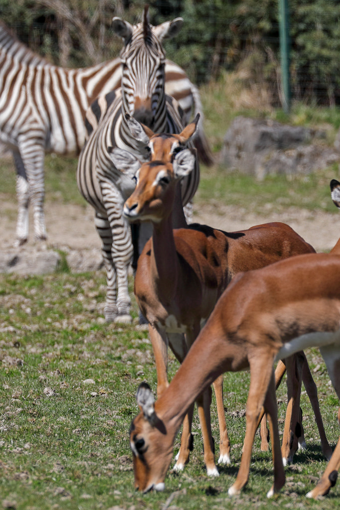 574B2527_c.jpg -  Impala 