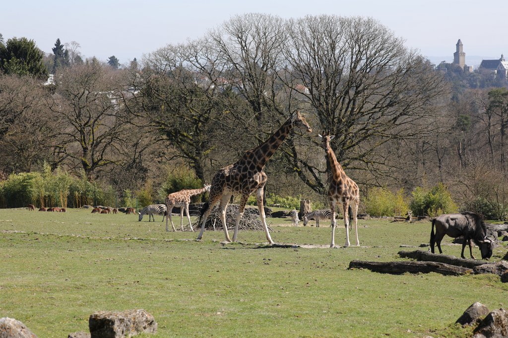574B2540.JPG -  Rothschild's giraffe  (Rothschild- Giraffe )